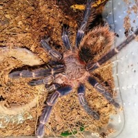 Thrixopelma lagunas sling