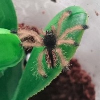 Avicularia sp kwitara