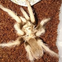 Aphonopelma sp new river