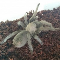 Aphonopelma sp el paso