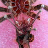 G. pulchripes, female??