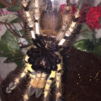 P. regalis