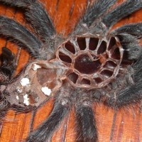 A. Avicularia Sexing -- 3.5in