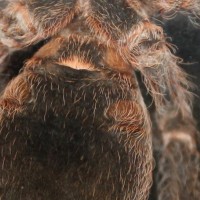 Acanthoscurria insubtilis