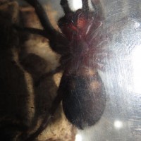 Grammostola pulchra sexing