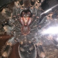 B Smithi/A Versicolor sexing