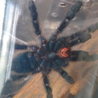 B Smithi/A Versicolor sexing