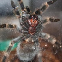 B. smithi juvenile