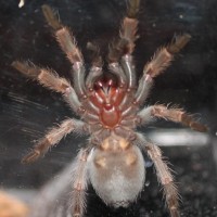 Brachypelma Smithi