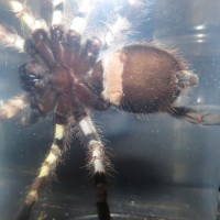 5in p regalis