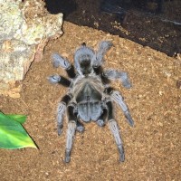 Aphonopelma gabeli