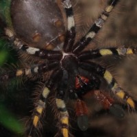 Poecilotheria ornata