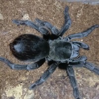 Aphonopelma reversum