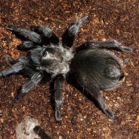 Aphonopelma joshua