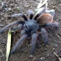 Aphonopelma sp. cana