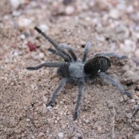 Aphonopelma paloma