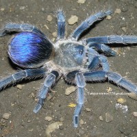 Pseudhapalopus sp. "blue" female