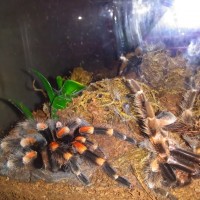 B. smithi female