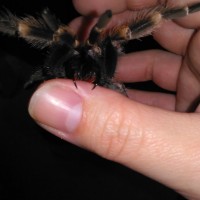 B. smithi fangs