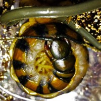 Scolopendra morsitans "Tanzanian black-head"