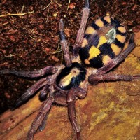 Hapalopus sp. "Columbia large"