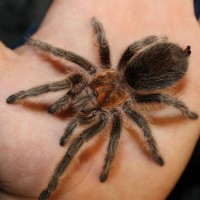 Grammostola rosea