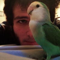 Mylo the Lovebird