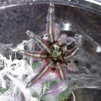 A. versicolor"Ickey"