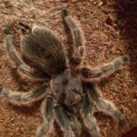 Grammostola rosea