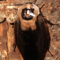 Blaberus craniifer