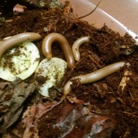 Ivory Millipedes