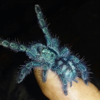 Avic Versicolor