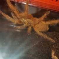 P. Murinus