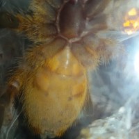 OBT - M or F?