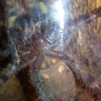 P. regalis No. 2 - M or F?