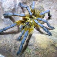 1.0 Harpactira pulchripes