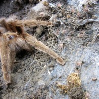 Aphonopelma hentzi & young