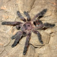 0.1 Avicularia sp. 'Colombia'