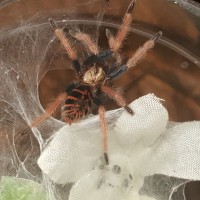 GBB sling