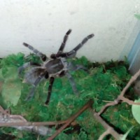 Haplopelma vonwirthi