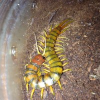 Scolopendra alternans