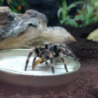 New Smithi