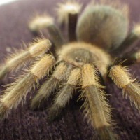 B. Smithi