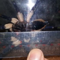 Breedable? M. balfouri