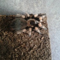 Brachypelma smithi.