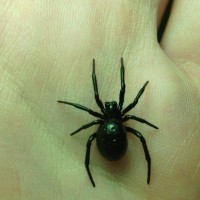 Steatoda grossa