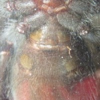 Brachypelma albiceps 3 inch