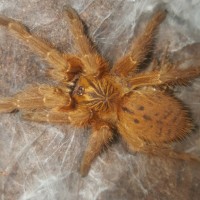 OBT sling