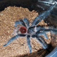 Grammostola iheringi