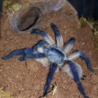 Monocentropus balfouri (Socotra Island Blue Baboon)